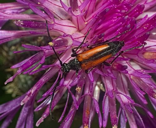 Stenurella melanura